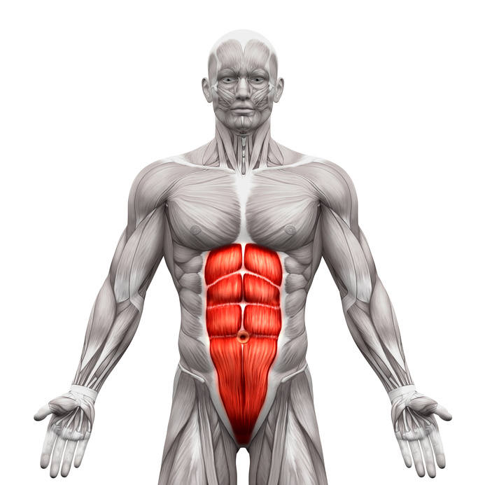 آناتومی عضلات شکم