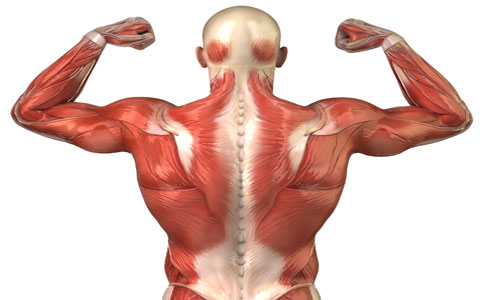 عضلات پشت